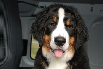 Braxton 12 weeks old
