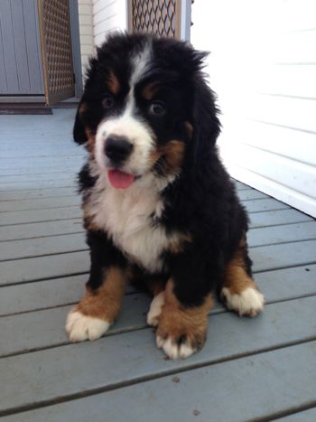 Indie - 7 weeks old
