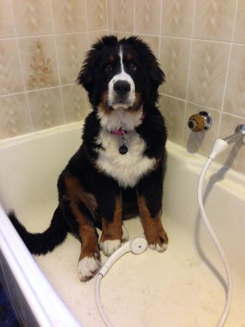 Indie likes the bath
