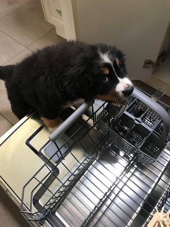 Pre Rinse cycle
