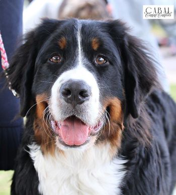 Indie winning Puppy in Group
