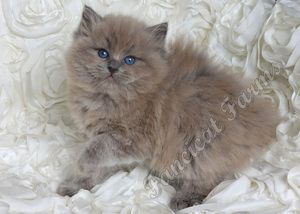 Blue colorpoint SEPIA kitten