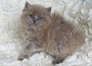 Blue hot sale sepia ragdoll