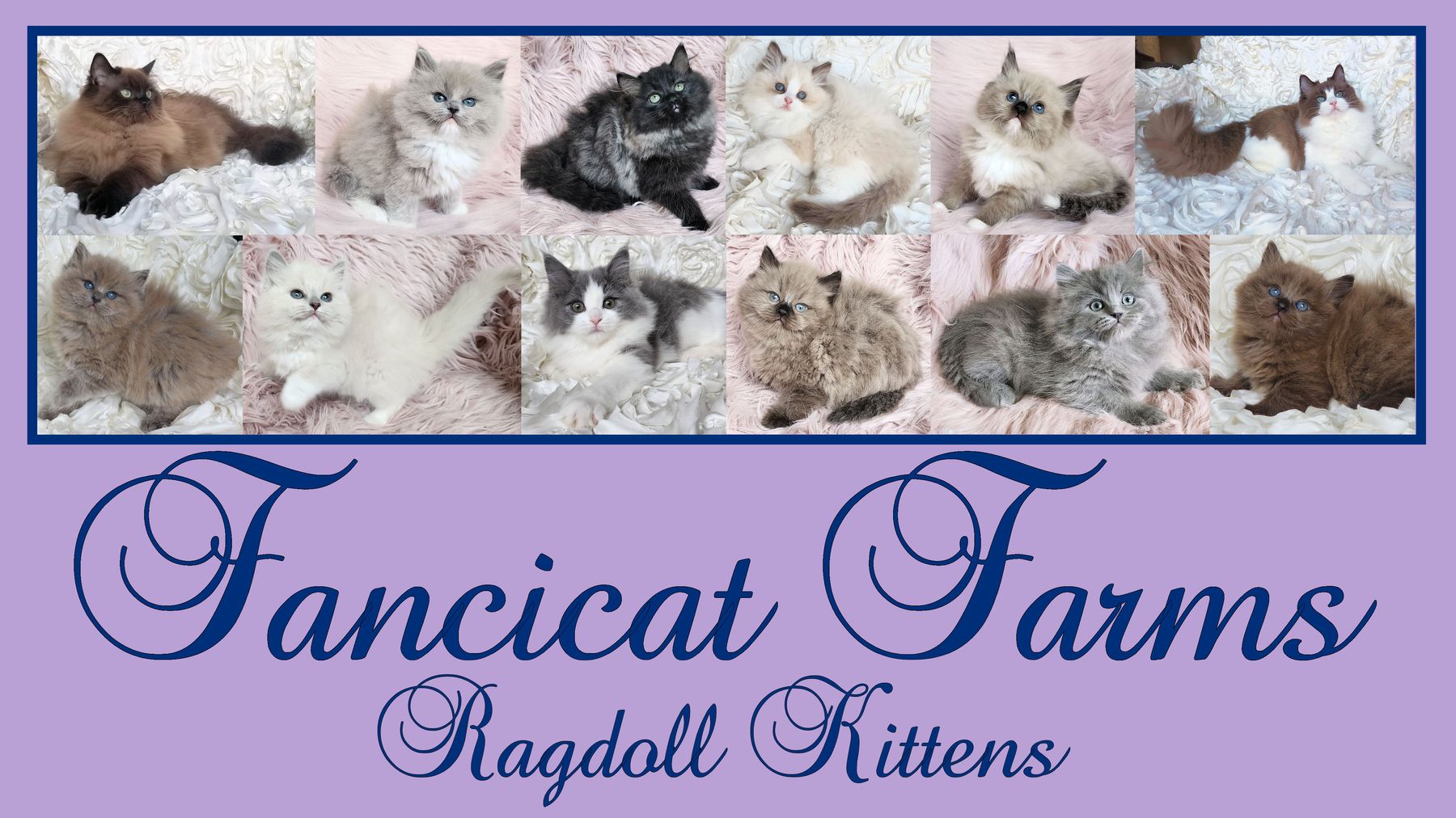 Types of ragdoll hot sale cats with pictures