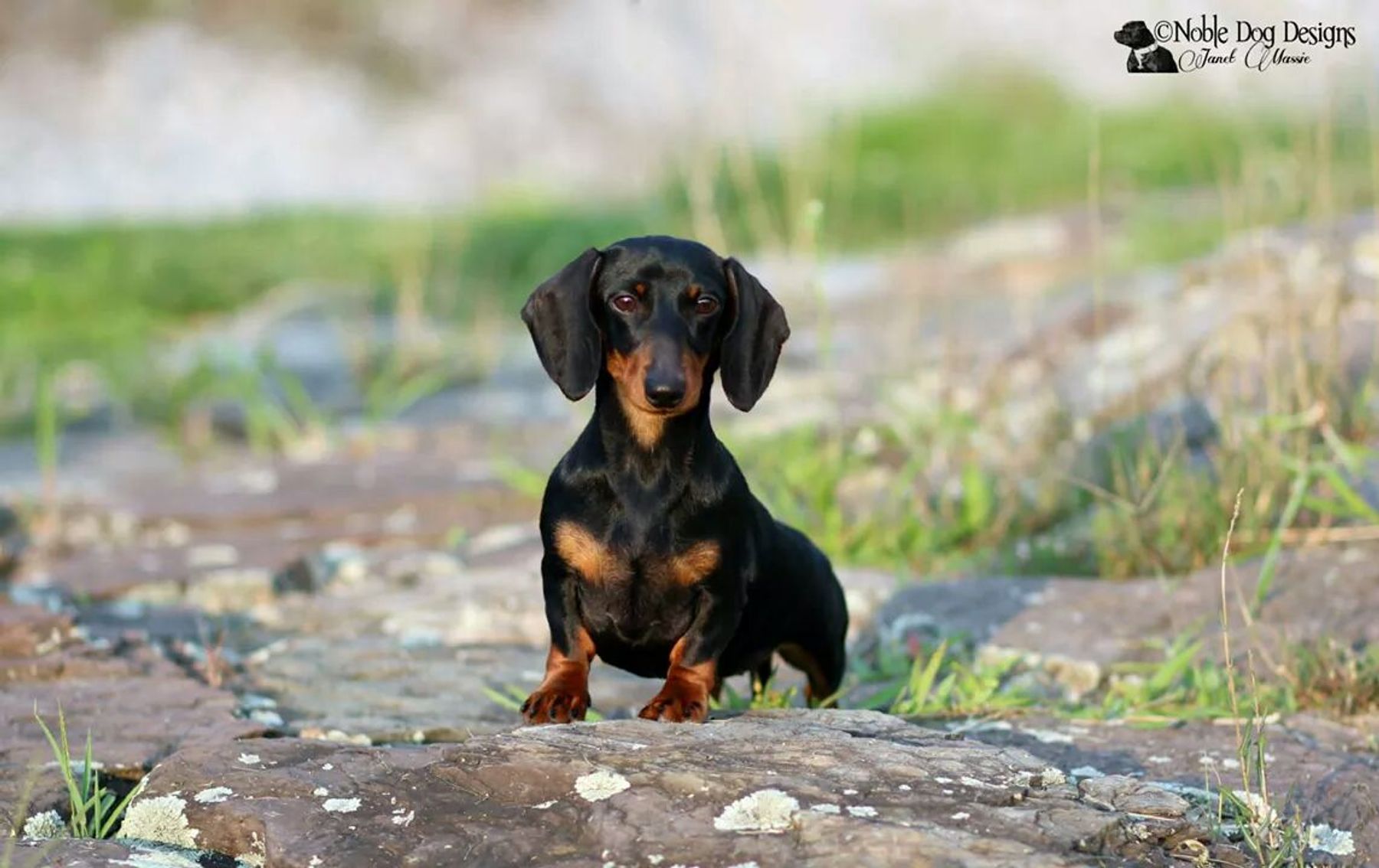 Tarlyn best sale miniature dachshunds