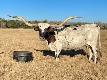 Photo From NS Longhorns
