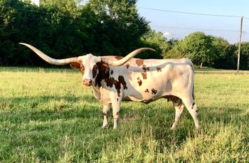 Photo from NS Longhorns
