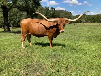 Photo from TK Longhorns
