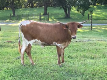 DOB 9/1/17 Princess #1
