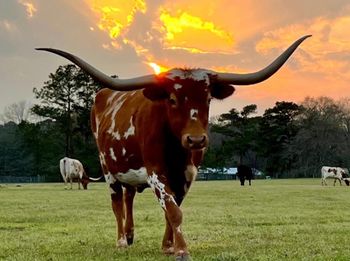 Photo from Twisted S Longhorns
