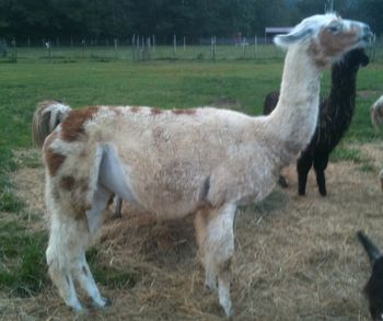 "Alegria ABSR" ILR# 272796 DOB 11-19-2007 Sire: Peruvian Jose' ABSR Dam: Alacazam ABSR Cria: 2010 - Kornerstone's QT
