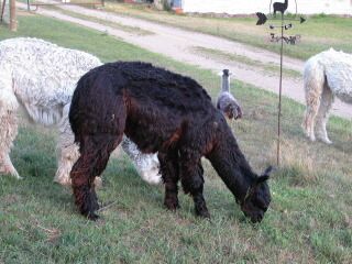 "GF Gallitzin" DOB 10-25-03 ARI# 852086 Sire: Magic's Dance Dam: Felicia De Bolivia Show Record: 2009-AOBA National Spin-off, 1st & Highest Score Dark Suri 2009-OABA skein, 1st and Judge's Choice 2009-OABA Spin-off, 1st Place 2009-LOM Fleece Show, skein 1st 2009-LOM Fleece Show, fleece 1st and Reserve Grand Champion 2011-AOBA Nationals, Spin-off 2nd Cria: 2006 - "S & S Arabella" (MSG) 2007 - "S & S Noelani" (BB) 2009 - "S & S Macallan" (TB) 2010 - "S & S Glenfarclas" (TB) 2011 - "S & S Marvin" (BB)
