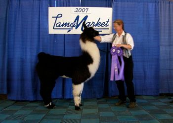 VVA Keisha ILR# 268237 DOB 8-29-2006 Sire: E.L. Red Alert Dam: Citori Show Record: 2009 Kentuckiana Lama Classic, 1st Place and Grand Champion 2009-NAILE, skein 1st and Grand Champion 2009-NAILE, skein, 2nd and Reserve Grand Champion 2008 National Llama & Alpaca Show - Grand Reserve Champion - Shorn Fleece, 2nd Place Halter 2007 Lama Market - Dual Grand Champion - Halter 2007 Badgerland Sweepstakes - Super Six 2007 Iowa State Fair - 2nd Place - Halter 2007 LFA - Top Ten Crias: 2010 - "4 Roses" (sire Blackout) 2011 - "Aretha" (sire Blackout)
