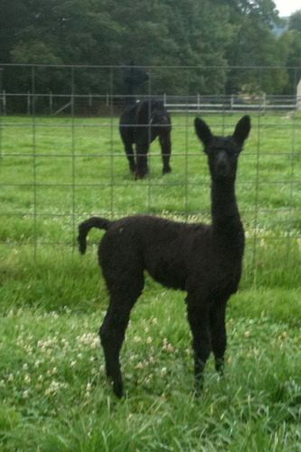 "S & S Glenfarclas" DOB 6-25-2010 ARI# 32093339 Sire: Ameripaca's Jericho Dam: GF Gallitzin Show Record: 2011-Buckeye, Halter 3rd
