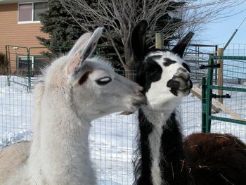 Buttons and Kirby Our rescue boys. Coming from a very poor situation, they have now found their "forever" home with us. Still rough around the edges, they will no longer have to deal with anything worrisome except to wonder when they get treats, which pasture to roam, or when they'd like to roll in their favorite dust bowl. Not a bad life, indeed! Update... Kirby, our brown goof ball, recently passed away (2011) Despite being a total pain, he grew on all of us and will be missed. It was good to know he had a good life after he settled in with our "crew".
