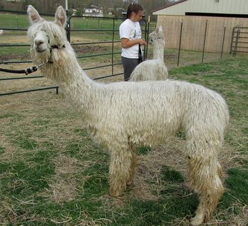 "Derwydd Chaska's Accoyo Sisa" DOB 9-30-2009 ARI# 31655071 Sire: Derwydd Accoyo Ch'aska Dam: LCA Ginger Show Record: 2010-Nat. Elite Alpaca Show, Halter 1st place 2010-Gold Country Gathering, Fleece 1st place 2010-Alpaca Mania Fleece, 3rd 2010-International Alpaca Odyssey, Halter 3rd place 2010-Suri Network Fleece, 1st 2010-CA Classic, Halter 1st 2011-Alpacapalooza fleece, 1st 2011-Alpacapalooza Halter, 2nd 2011-Alpacapalooza, Bred and Owned Yearling, 2nd 2011-Buckeye, Halter 2nd
