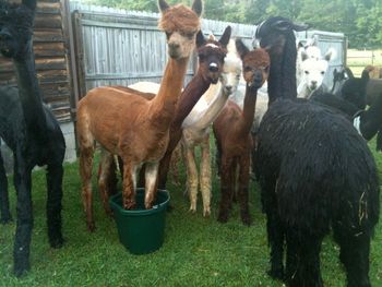 The new "knot heads" enjoying a sip and a dip.
