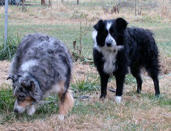 Fergus and Molly, the goofy aussies on the ranch.
