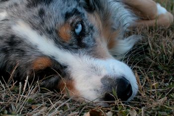 "Molly", our rescue aussie love bug.
