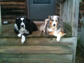 "Fergus and Mollie" Laid back Aussie's
