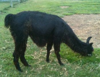 "Eva's Victoria" (Suri Llama) ILR# 280740 DOB 6-29-2010 Sire: Silver Moon Jamali Dam: PME Evanescence 2011 W. Virginia State Fair, Halter - 4th
