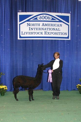 "Suriland Leila Rose" DOB 10-16-07 ARI# 30865587 Sire: Piacenza Dam: Serengeti's Ebony Dancer Show Record: 2008-NAILE, Grand Reserve Champion, Halter 2009-KY Classic, Obstacle - 1st Public Relations - 1st Halter - 1st 2010-AOBA Nationals Spin-off 1st and Highest Score Suri Dark Cria: 2010- "S & S William Grant" (service sire - Ameripaca's Jericho") 2011 - "S & S Otis" (serv. sire - Silver Ray's Premier APS)
