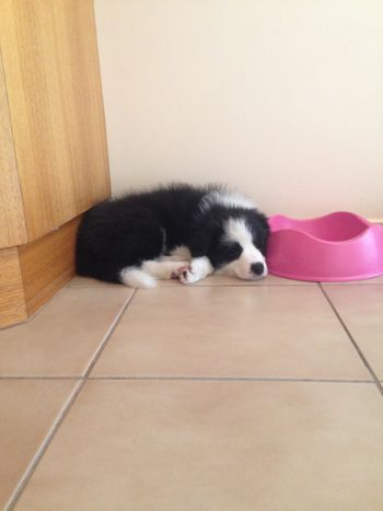 Kip resting near her bowl
