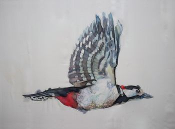 Buntspecht / Great Spotted Woodpecker
