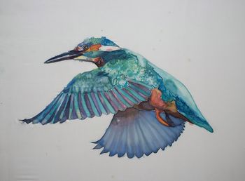 Eisvogel / Kingfisher
