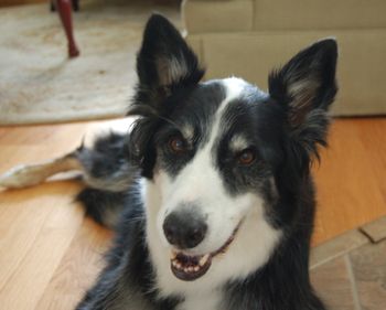 Bobbie the Wonder Collie  2000-16
