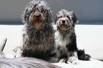 BBFs  Bergamasco Best Friends
