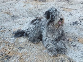 Nisa Bergamasco
