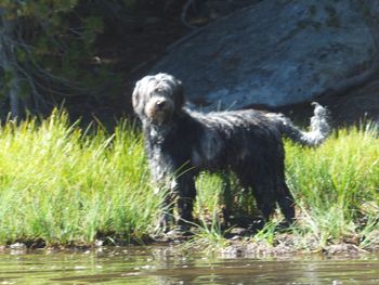 Bergamasco in Mud
