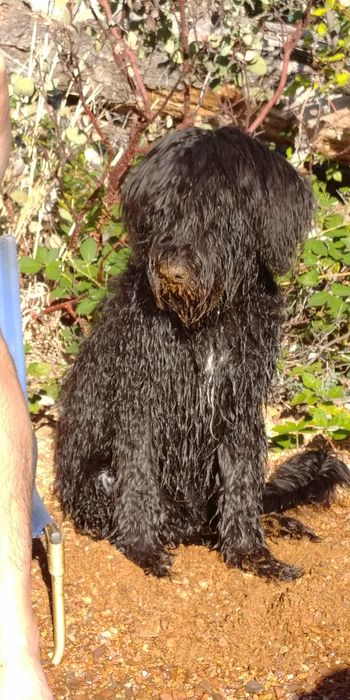 Lakes and sand are fun for puppies.
