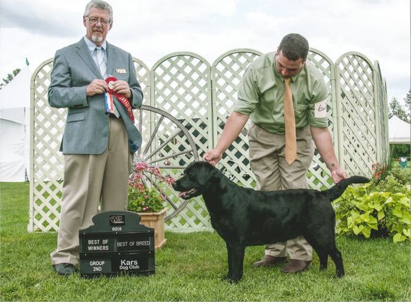 How to Train a Labrador Retriever Puppy: Milestone Timeline – American  Kennel Club