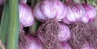 Poulsbo Farmers Market