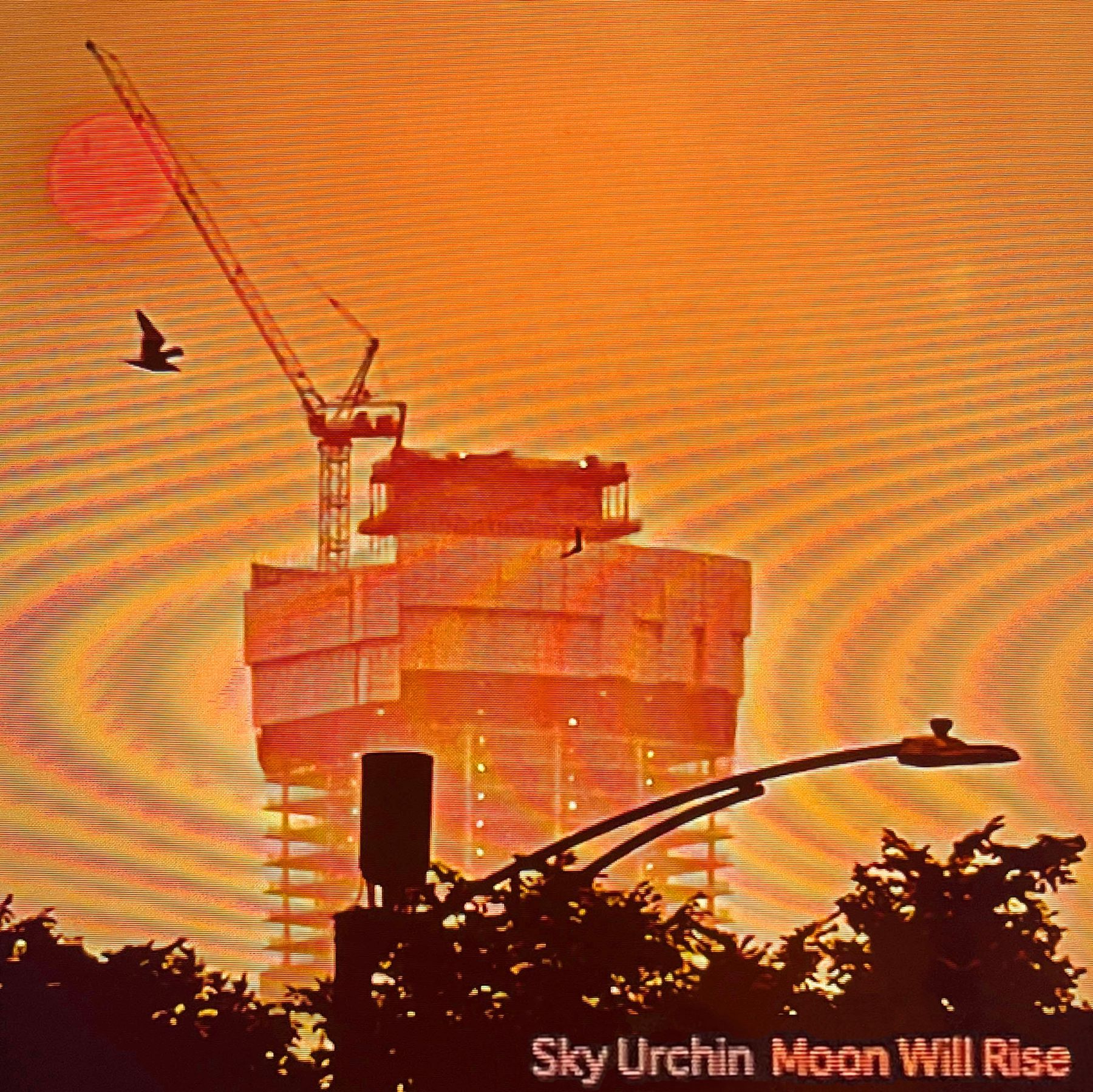 ミュージック Coming Century/SKY Amazon.co.jp: SKY [DVD] : Coming Century, Coming Century: DVD