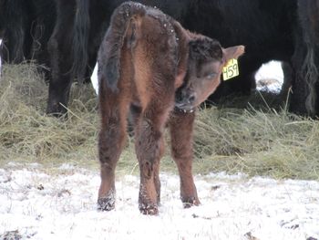 A new heifer calf!
