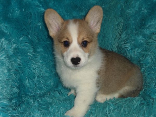 The pick up times for your new Corgi baby must be scheduled with me between 10 A.M. and 2 P.M. Central Standard Time. These times will also depend on weather conditions. Thank you for your cooperation!
Cheri and the Corgis