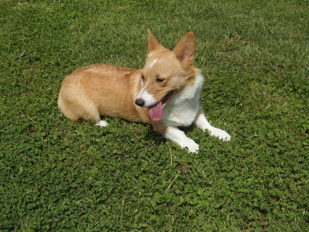 Corgi Country - Adult Corgis for Adoption