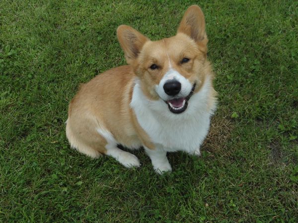 Corgi country best sale