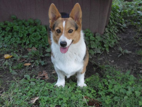 Corgi missouri store