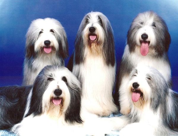 The Foundation Loves Of Arlin Bearded Collies
