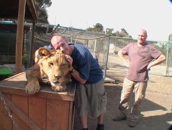 Chillin' with a Lion
