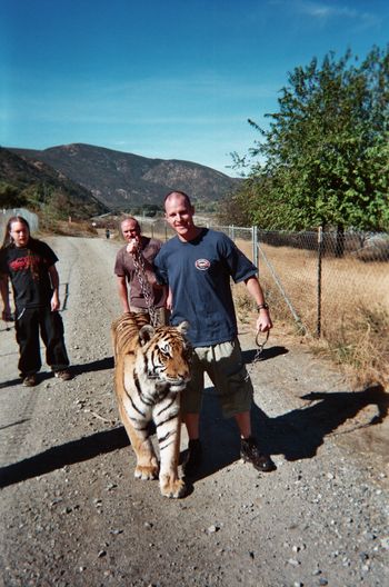 Just walking a Tiger (300 lbs)

