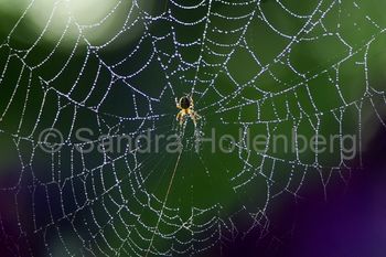 Spiderweb purple haze
