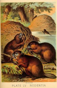 “Revolt of the Beavers”