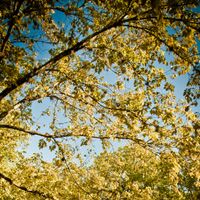 Voices in the Trees by Louis Landry