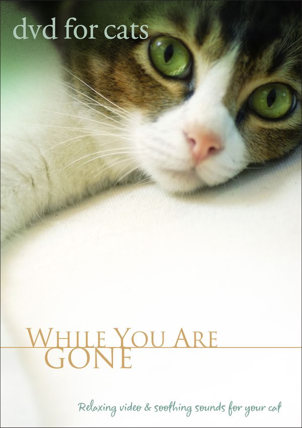 DVD For Cats : While You Are Gone: DVD - Pianist Bradley Joseph