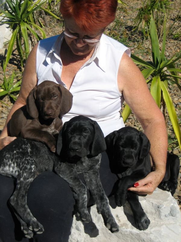 All black store german shorthaired pointer